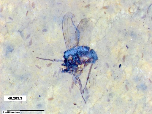 Diptera