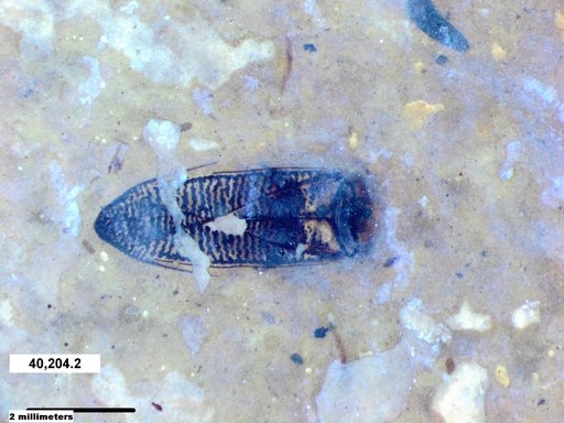 Corixidae