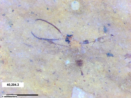 Braconidae