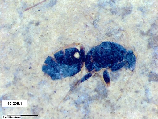 Formicidae