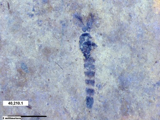 Chaoboridae