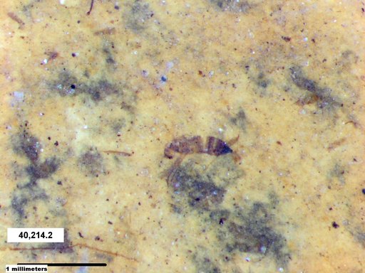 Genus sp