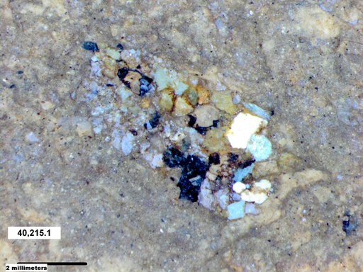 Genus sp
