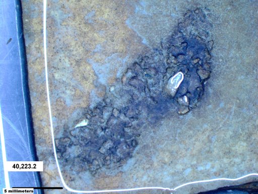 Genus sp