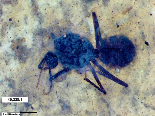 Formicidae