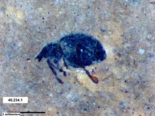 Genus sp