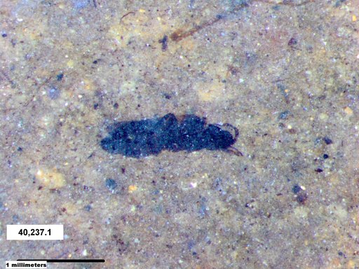 Genus sp