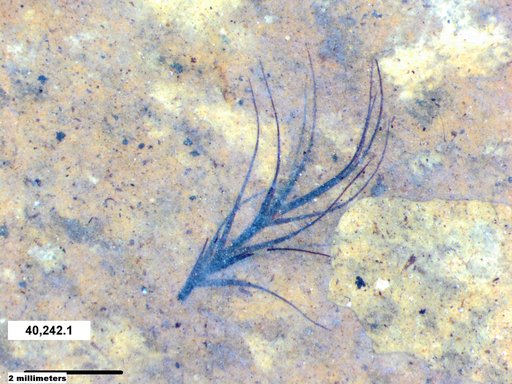 Tracheophyta