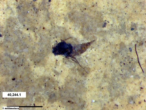 Diptera