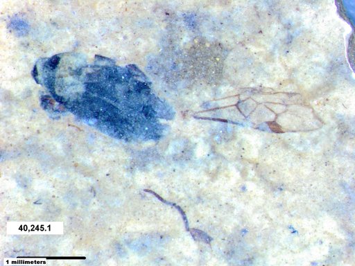 Braconidae