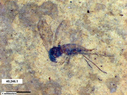 Sciaridae