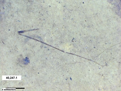 Diptera