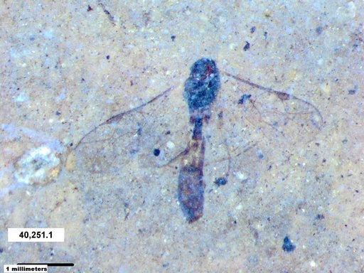 Ichneumonidae