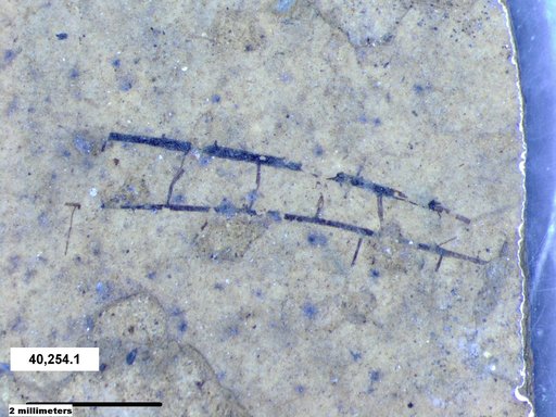 Insecta