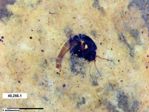 Diptera