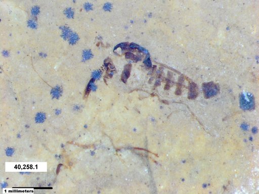 Chaoboridae
