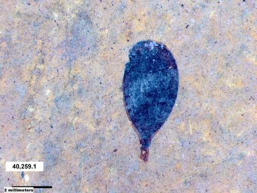 Tracheophyta