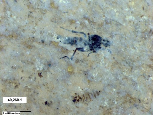 Diptera