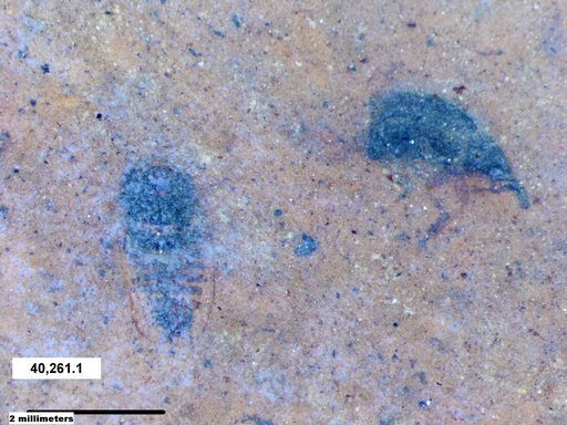 Genus sp
