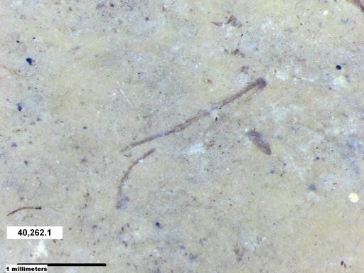 Insecta