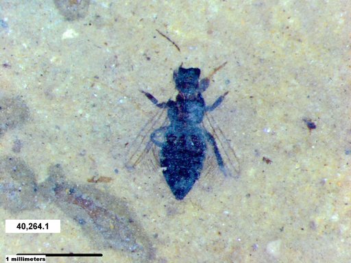 Genus sp