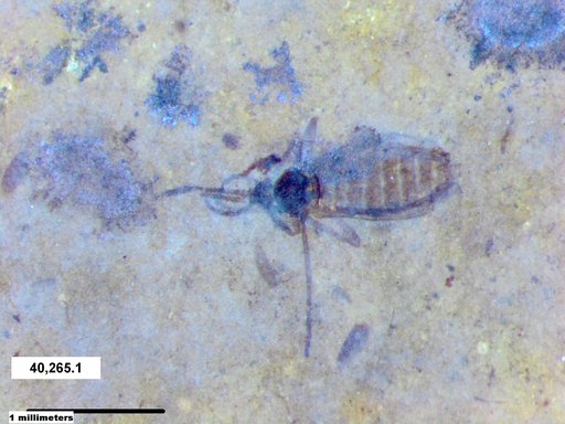 Insecta