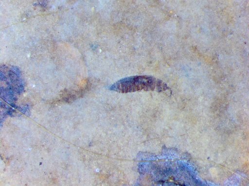 Genus sp