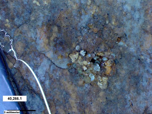 Genus sp