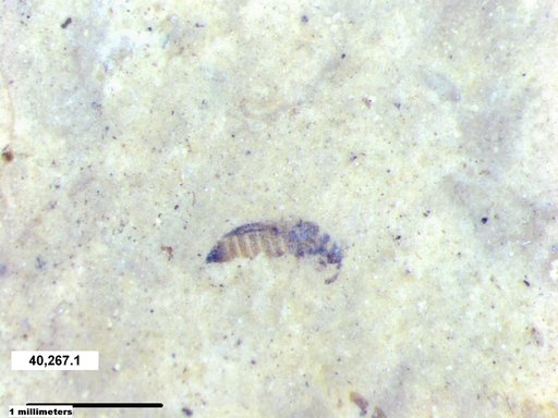 Genus sp