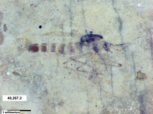 Chaoboridae