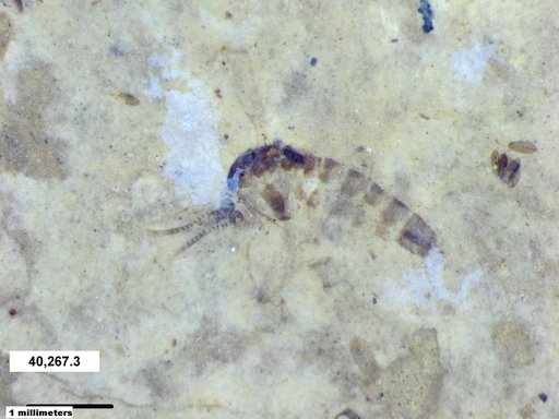 Chaoboridae