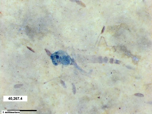 Genus sp