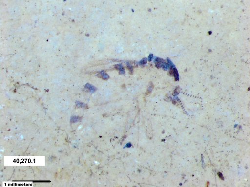 Chaoboridae