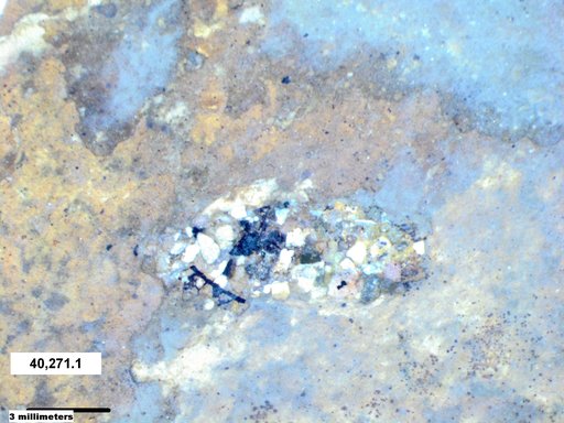 Genus sp