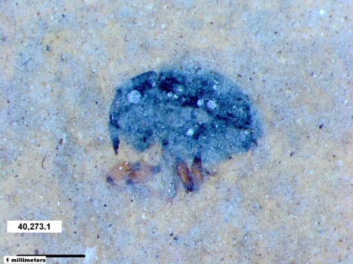 Genus sp