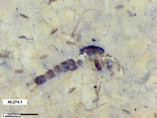 Chaoboridae