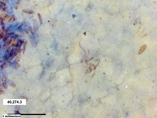 Genus sp