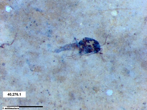 Diptera