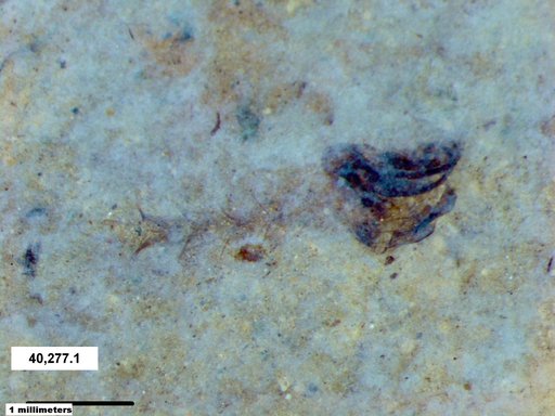 Chaoboridae
