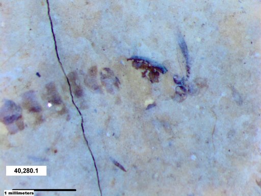Chaoboridae