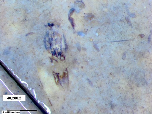 Notonectidae