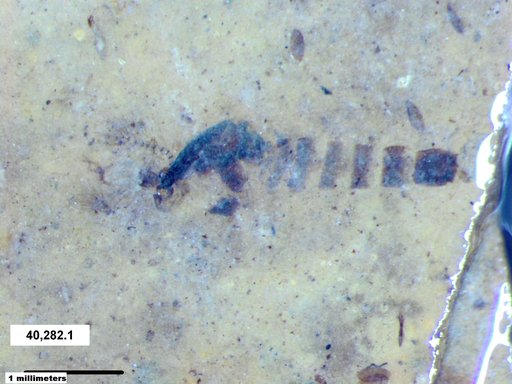 Chaoboridae