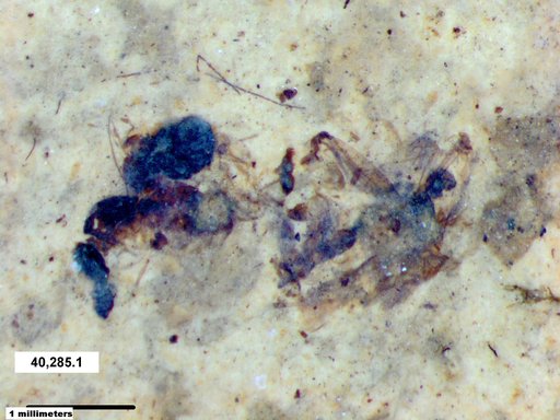 Genus sp