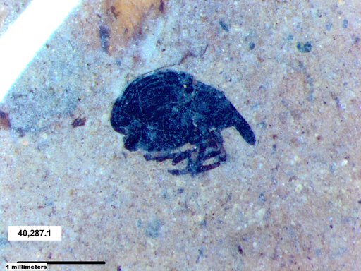 Genus sp