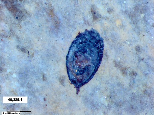 Tracheophyta