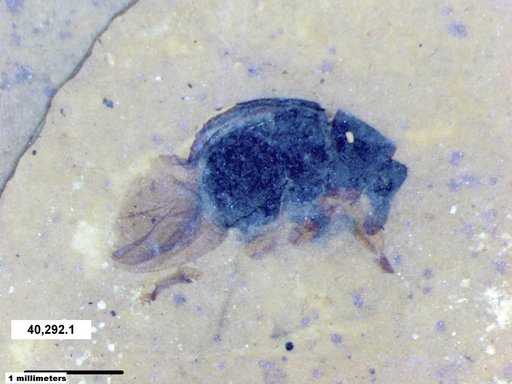 Genus sp