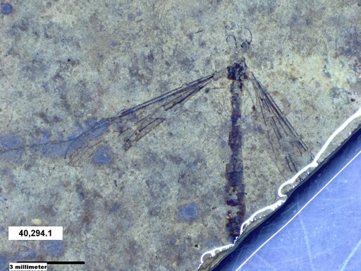 Diptera