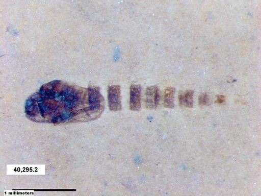 Genus sp
