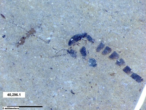 Chaoboridae
