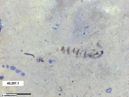 Chaoboridae